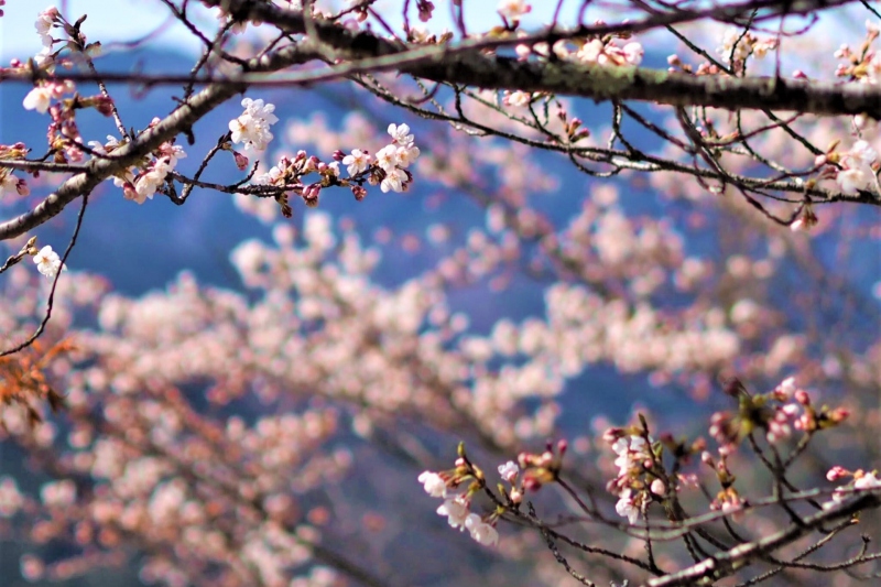 竹田城跡の桜～立雲峡からの眺め～