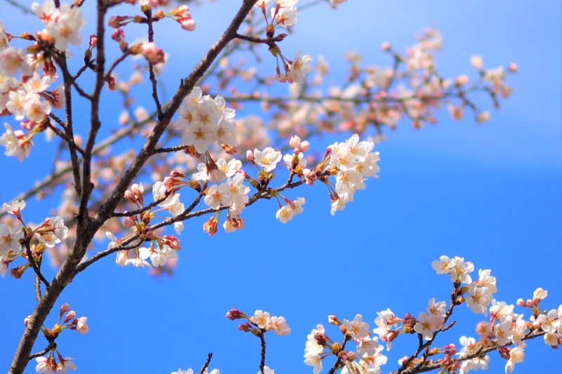 竹田城跡の桜～立雲峡からの眺め～