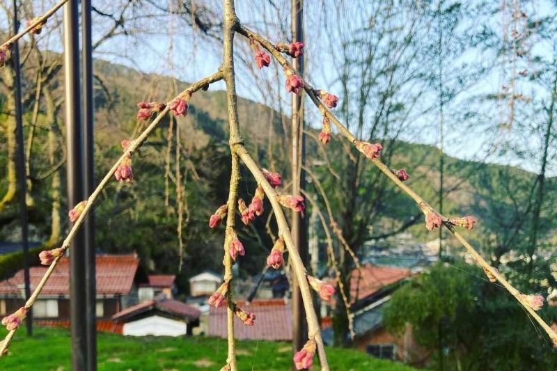 【兵庫県/新温泉町】泰雲寺のしだれ桜