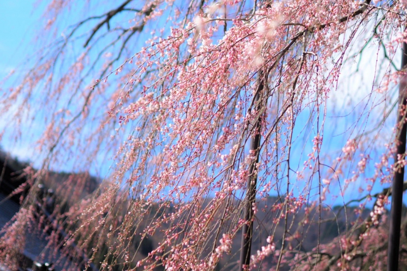 【兵庫県/新温泉町】泰雲寺のしだれ桜