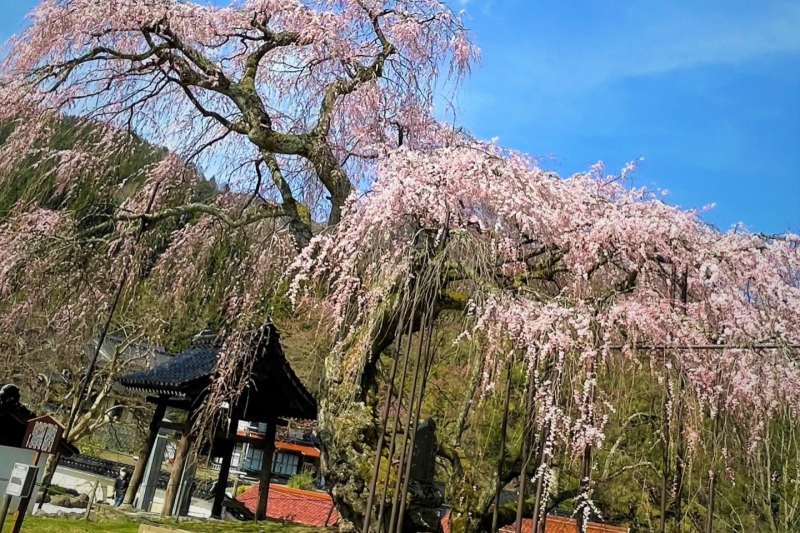 新温泉町/泰雲寺のしだれ桜