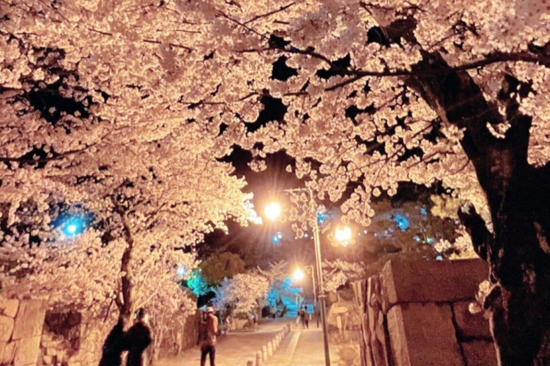 鳥取城跡/久松公園　桜のライトアップ