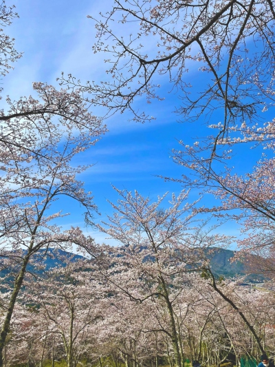 竹田城跡の桜～立雲峡からの眺め～