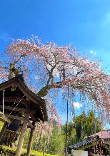 【兵庫県/新温泉町】泰雲寺のしだれ桜