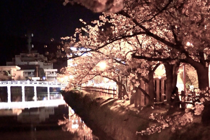 鳥取城跡/久松公園　桜のライトアップ