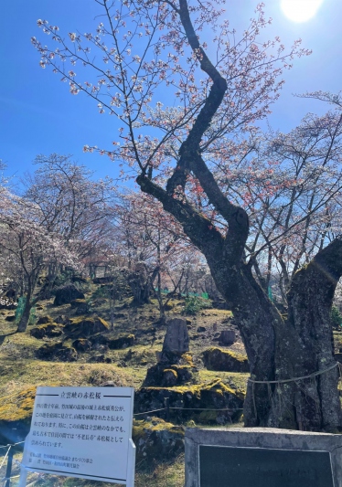 竹田城跡の桜～立雲峡からの眺め～