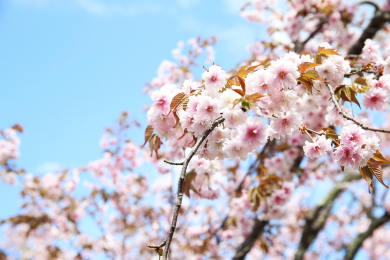 【兵庫県/湯村温泉】正福寺の正福寺桜