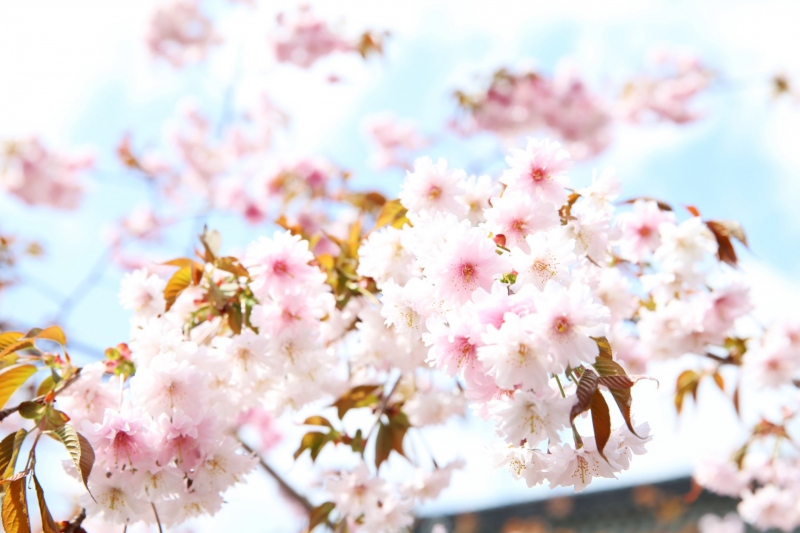 【兵庫県/湯村温泉】正福寺に咲く正福寺桜