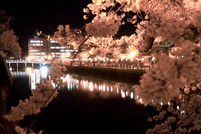 鳥取城跡/久松公園の桜ライトアップ