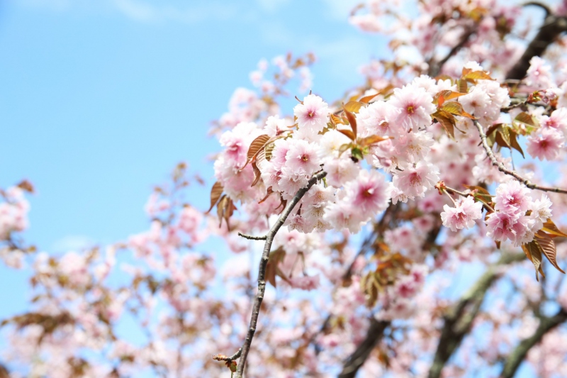 【兵庫県/湯村温泉】正福寺に咲く正福寺桜