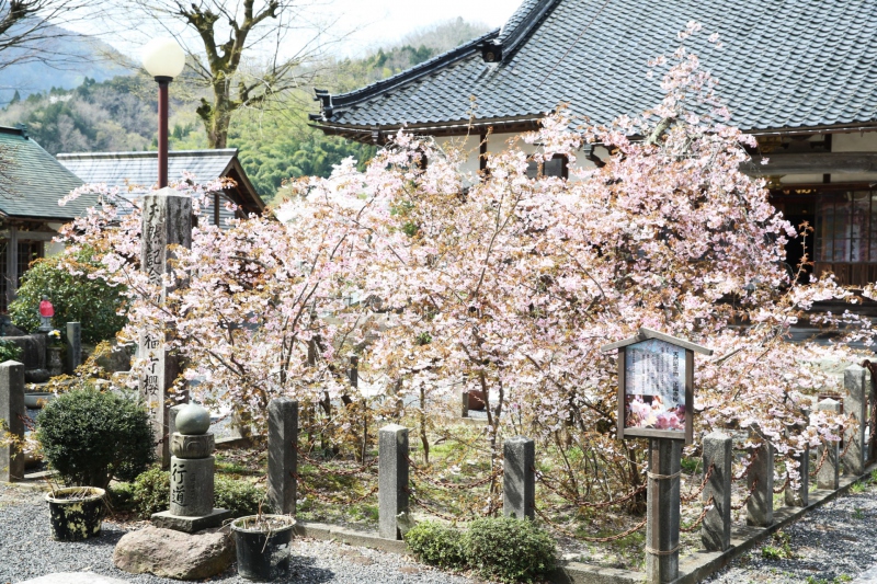 【兵庫県/湯村温泉】正福寺に咲く正福寺桜