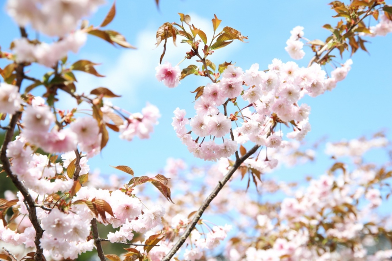 【兵庫県/湯村温泉】正福寺に咲く正福寺桜