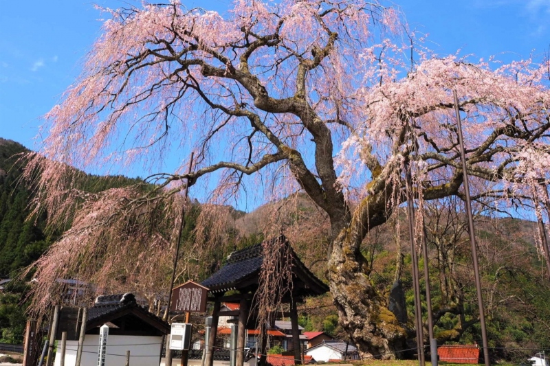 【兵庫県/新温泉町】泰雲寺のしだれ桜