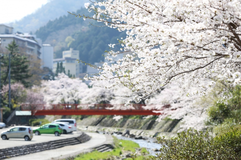 【兵庫県】湯村温泉/春来川（はるきがわ）の桜並木