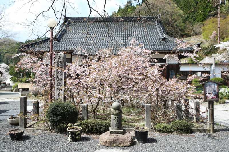 【兵庫県/湯村温泉】正福寺に咲く正福寺桜