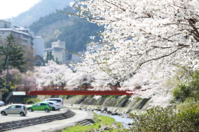 兵庫県/湯村温泉周辺の桜の開花スポット～竹田城跡や鳥取なども～