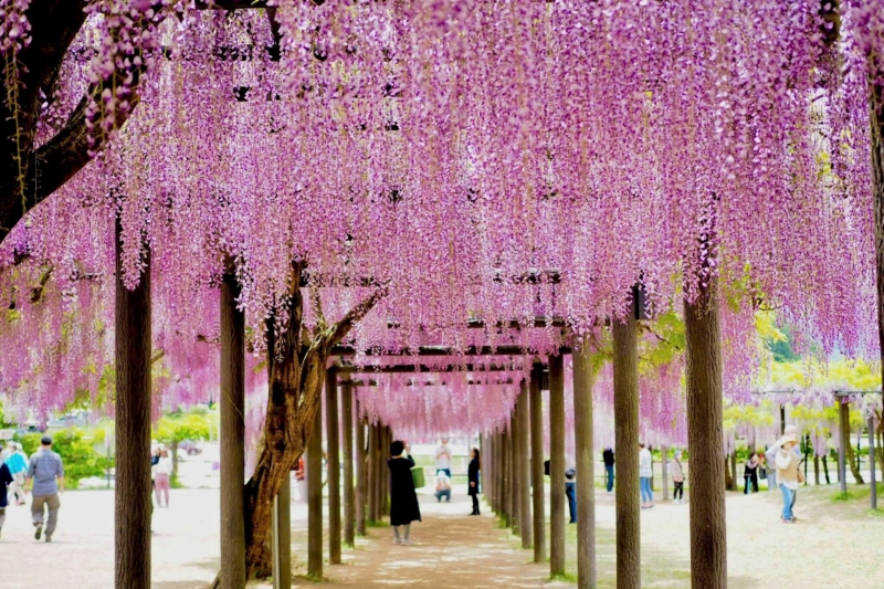 白井大町藤公園