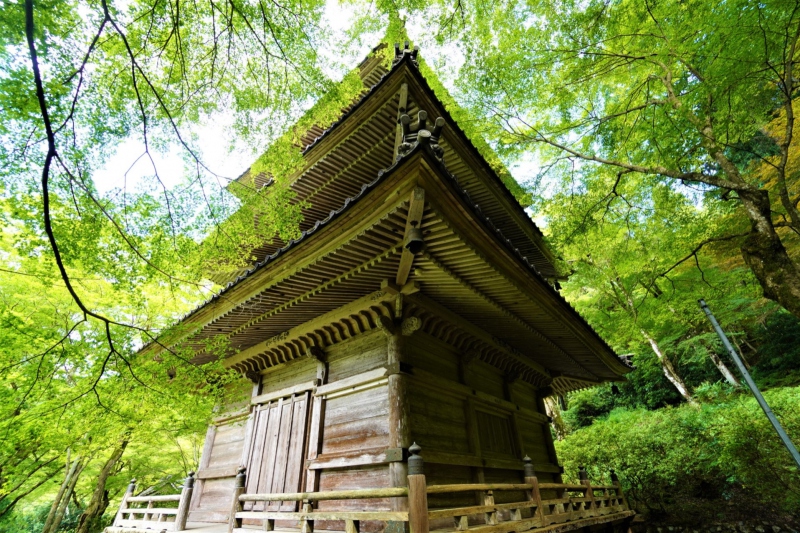 高源寺（丹波市） 青もみじイメージ