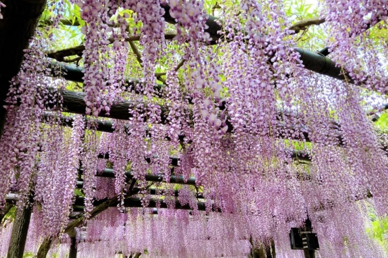 白井大町藤公園