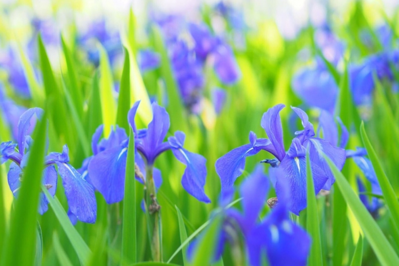 牧谷又助池のカキツバタ群落