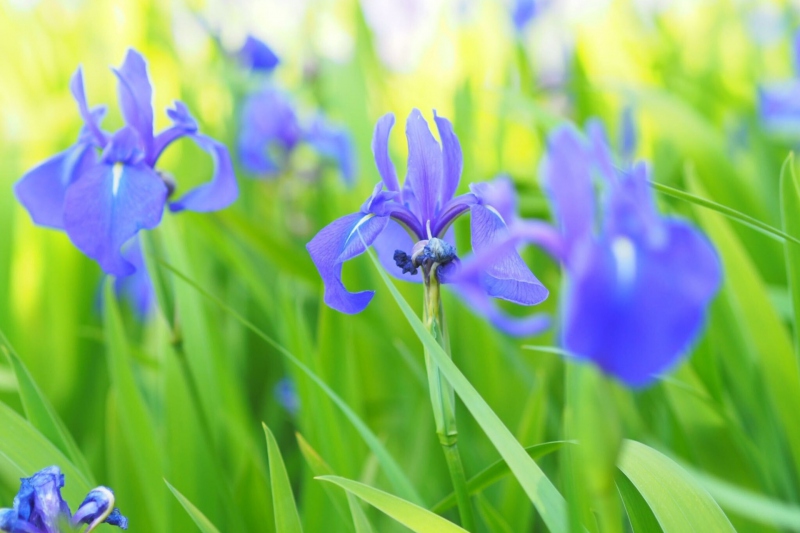 牧谷又助池のカキツバタ群落