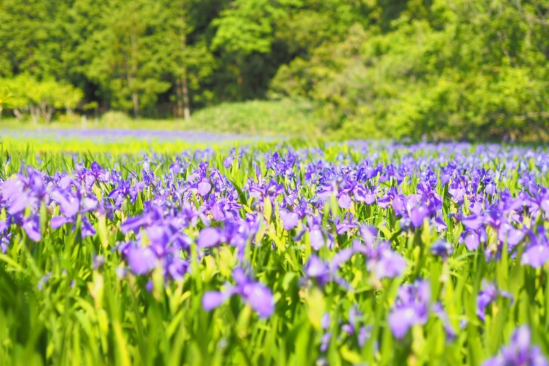 牧谷又助池のカキツバタ群落