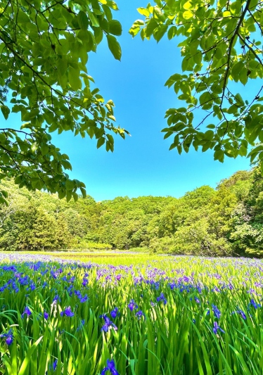 牧谷又助池のカキツバタ群落