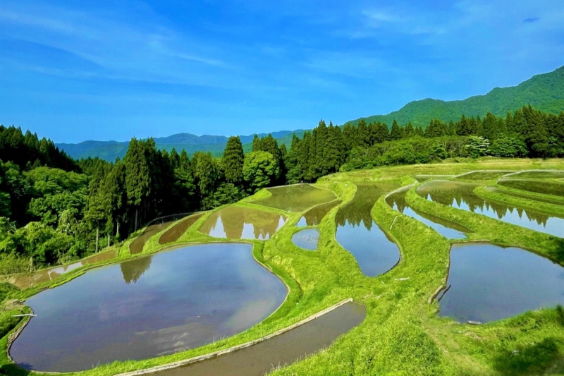 田植え時期の うへ山の棚田 