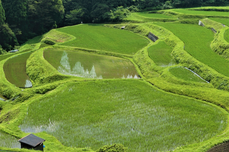 うへ山の棚田 緑豊かな時期