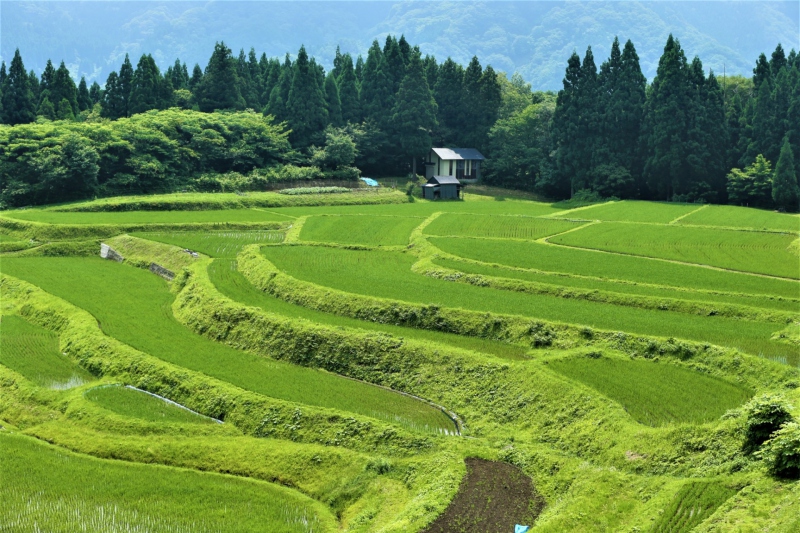 うへ山の棚田 緑豊かな時期