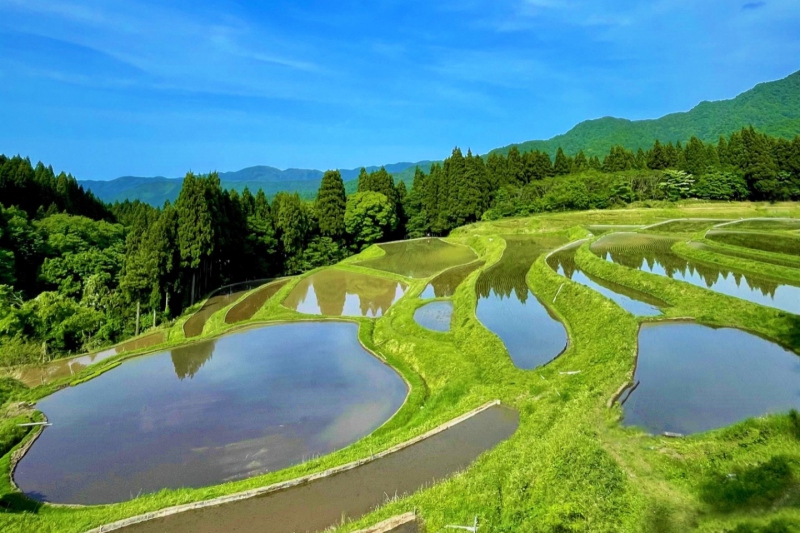 田植え時期の うへ山の棚田 