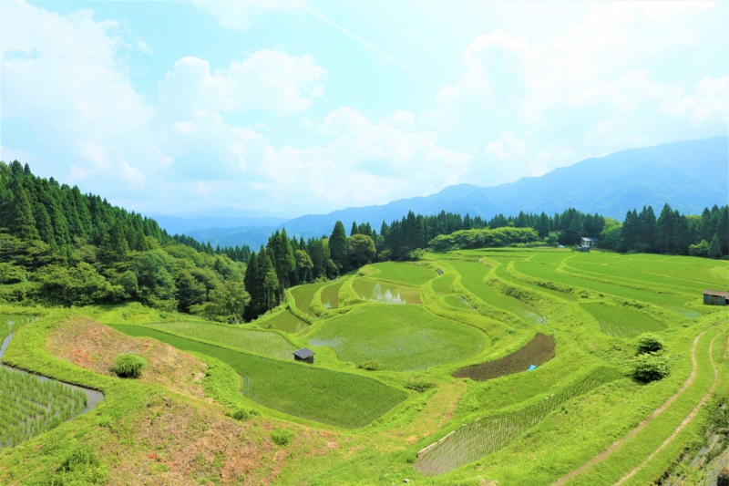 うへ山の棚田 緑豊かな時期