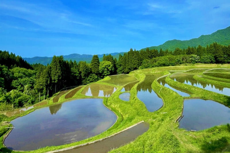 田植え時期の うへ山の棚田 