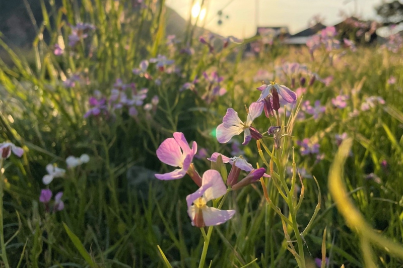 浜坂県民サンビーチに咲くハマダイコンの花＜兵庫県/新温泉町＞