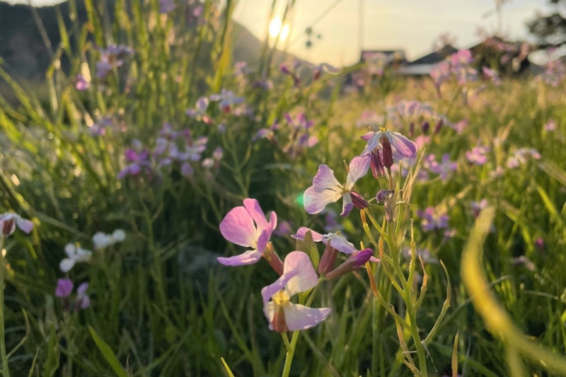 浜坂県民サンビーチに咲くハマダイコンの花＜兵庫県/新温泉町＞