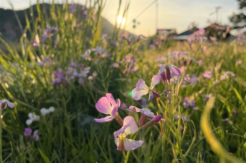 浜坂県民サンビーチに咲くハマダイコンの花＜兵庫県/新温泉町＞