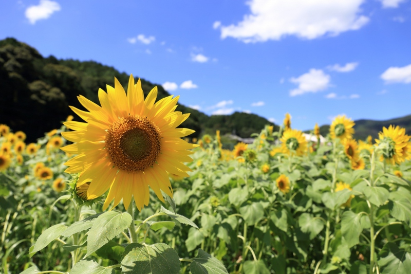 柚津ひまわり柚遊農園