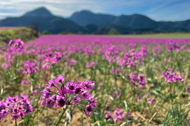 鳥取砂丘東部に広がる紫色が美しい「らっきょうの花畑」～秋～＜鳥取市福部町＞