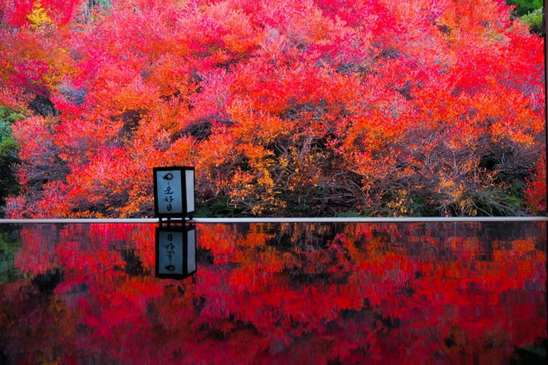 兵庫県/但馬安国寺 ドウダンツツジの紅葉