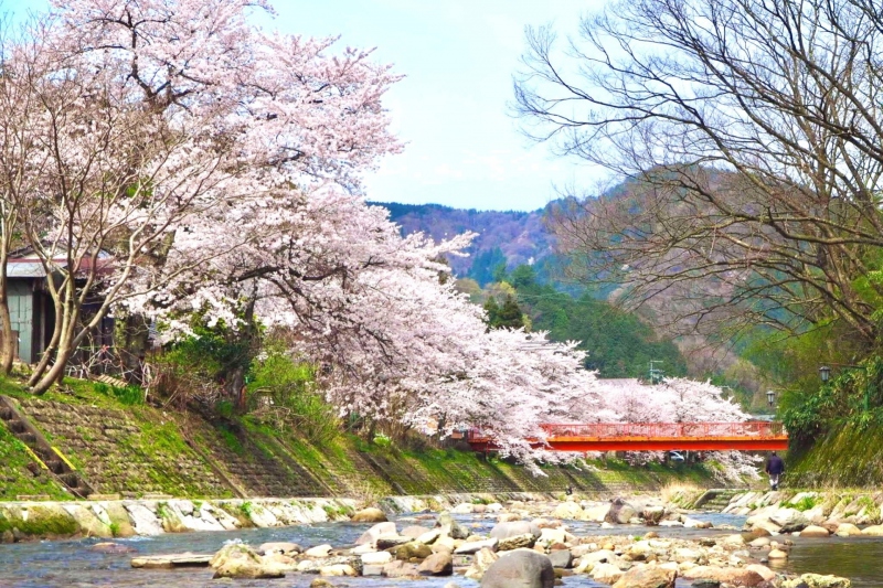 春来川の桜並木