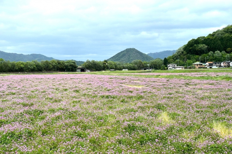 野上野(のこの）れんげ畑＜兵庫県/丹波市＞