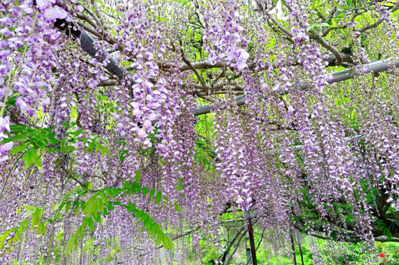 白毫寺(びゃくごうじ）九尺ふじまつり