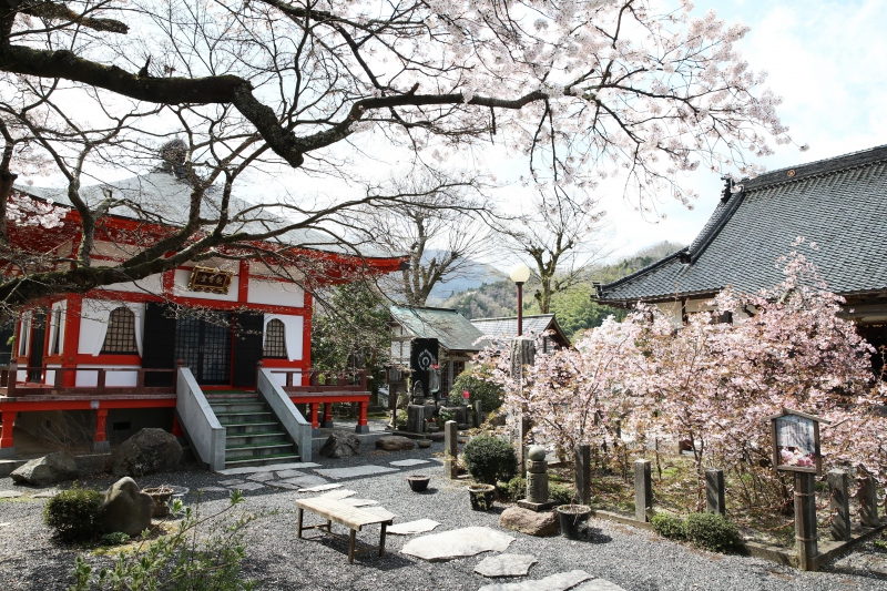 湯村温泉「正福寺」に咲く「正福寺桜」～珍しい花びらが特徴～＜兵庫県/新温泉町＞