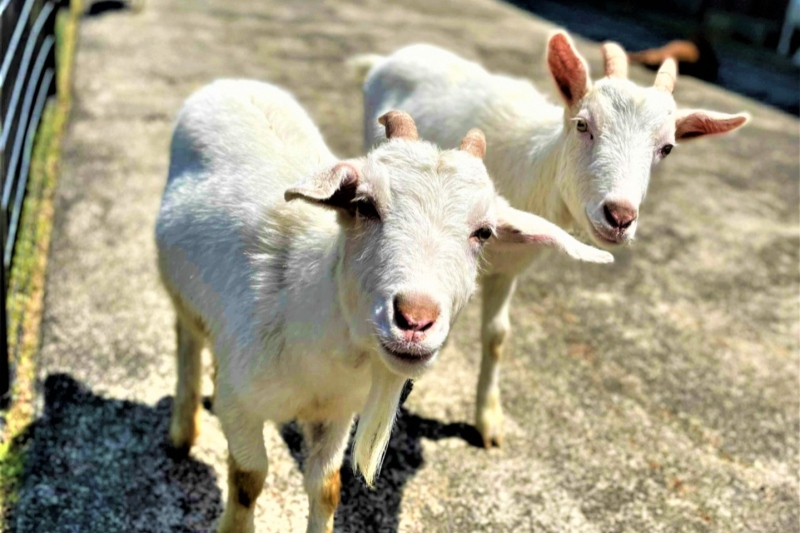 但馬牧場公園 大型遊具オープン