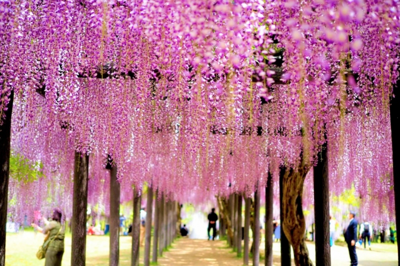 八世　白井半七　伊賀　うずくまる　花入 八世 白井半七 伊賀 うずくまる 花入