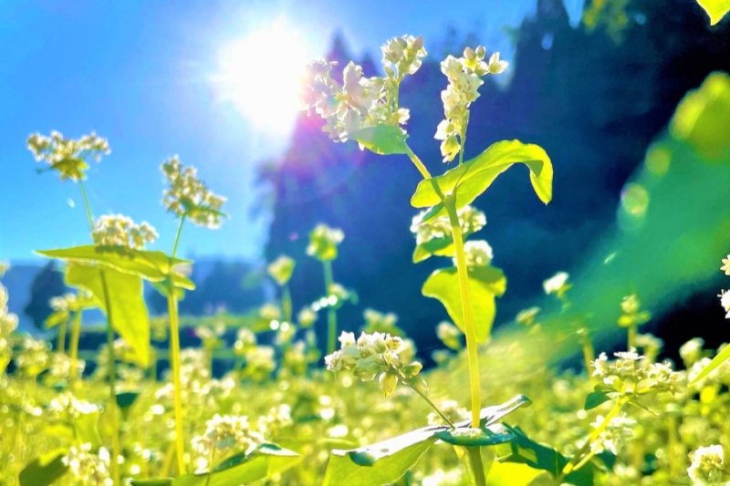 【兵庫県/新温泉町】そばの花が綺麗に咲き始めました