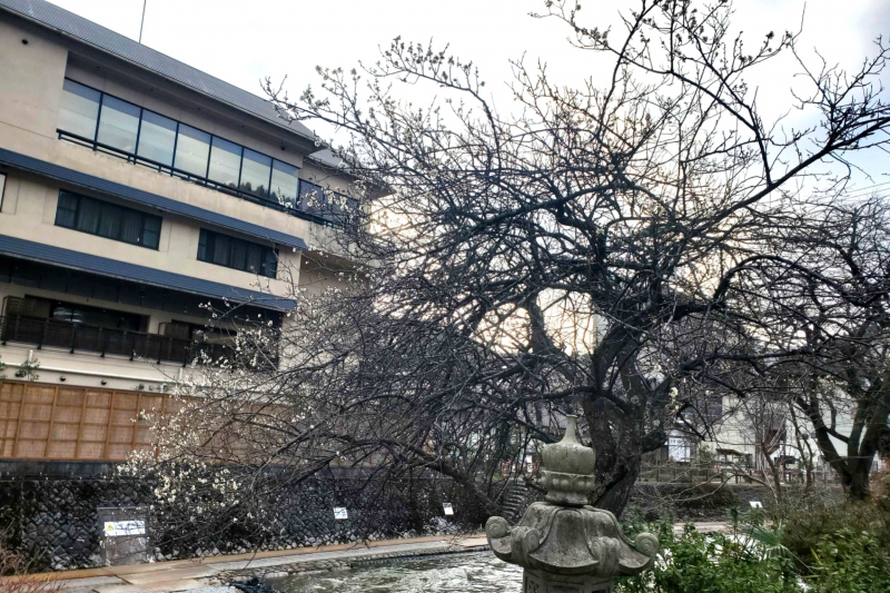 湯村温泉　梅の花