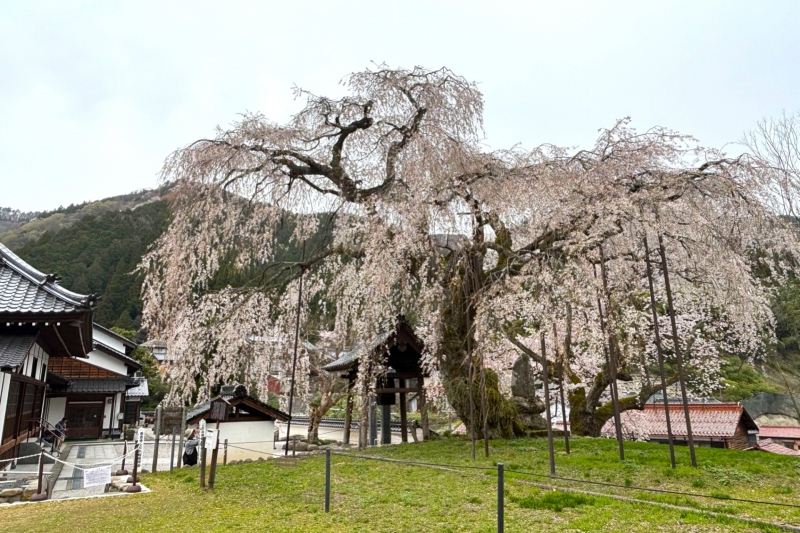 泰雲寺のしだれ桜の開花状況　2022/4/2撮影