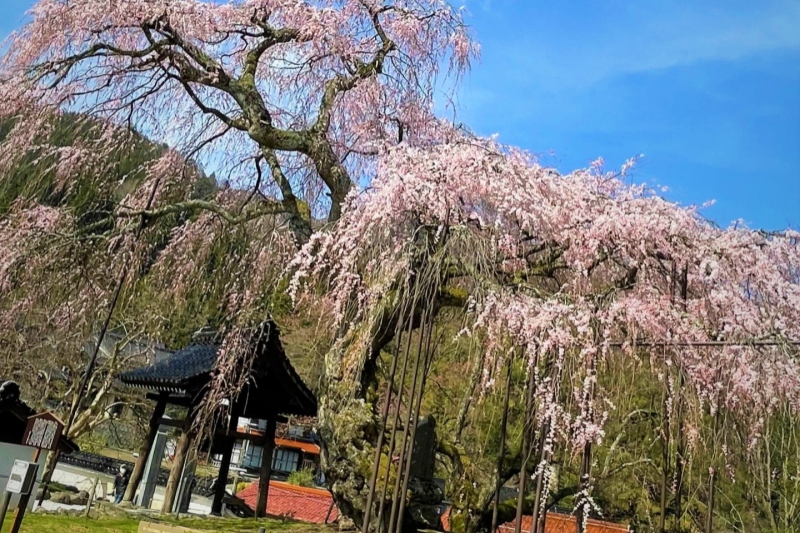 湯村温泉から車でほど近い「泰雲寺」のしだれ桜＜兵庫県/新温泉町＞
