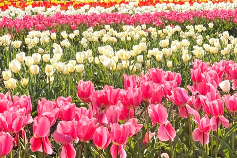 【兵庫県/新温泉町】初霜が降りました